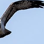 204A3296  Balbuzard pêcheur